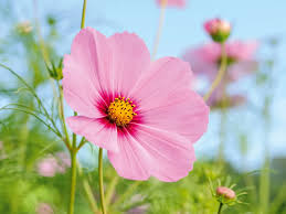 Let Yourself Bloom